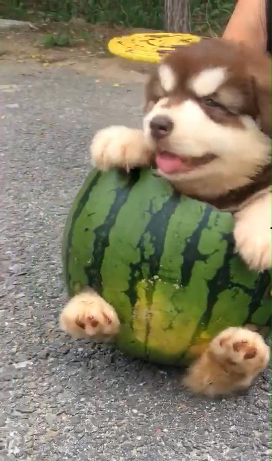 做狗狗和吃瓜的,欢乐时光里的吃瓜趣事