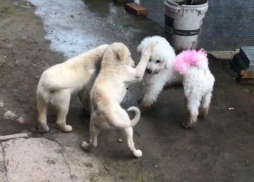 哪个明星杀过鸡鸭,明星杀鸡鸭背后的感人故事