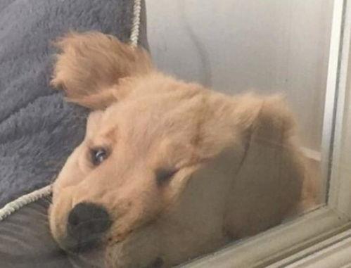 头条沙雕宠物图片下载,这波下载必须安排！