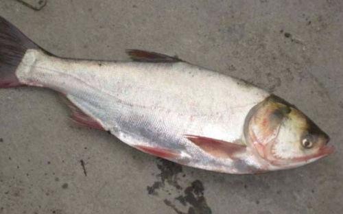 爆料鲢鳙钓法视频大全