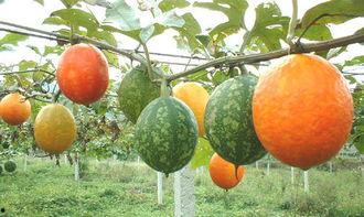 公安吊瓜怎么吃,解锁美味新食法，轻松享受夏日清凉