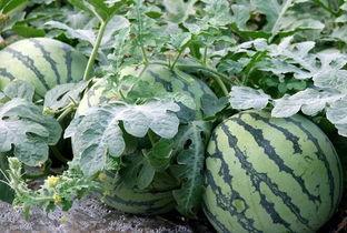 什么瓜不是吃的就是吃的,那些既可观赏又可品尝的独特果实