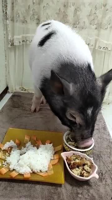 网红小猪吃雪糕视频,萌宠网红的清凉夏日